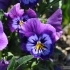 Viola wittrockiana 'Lavender blue' -- Garten-Stiefmütterchen
